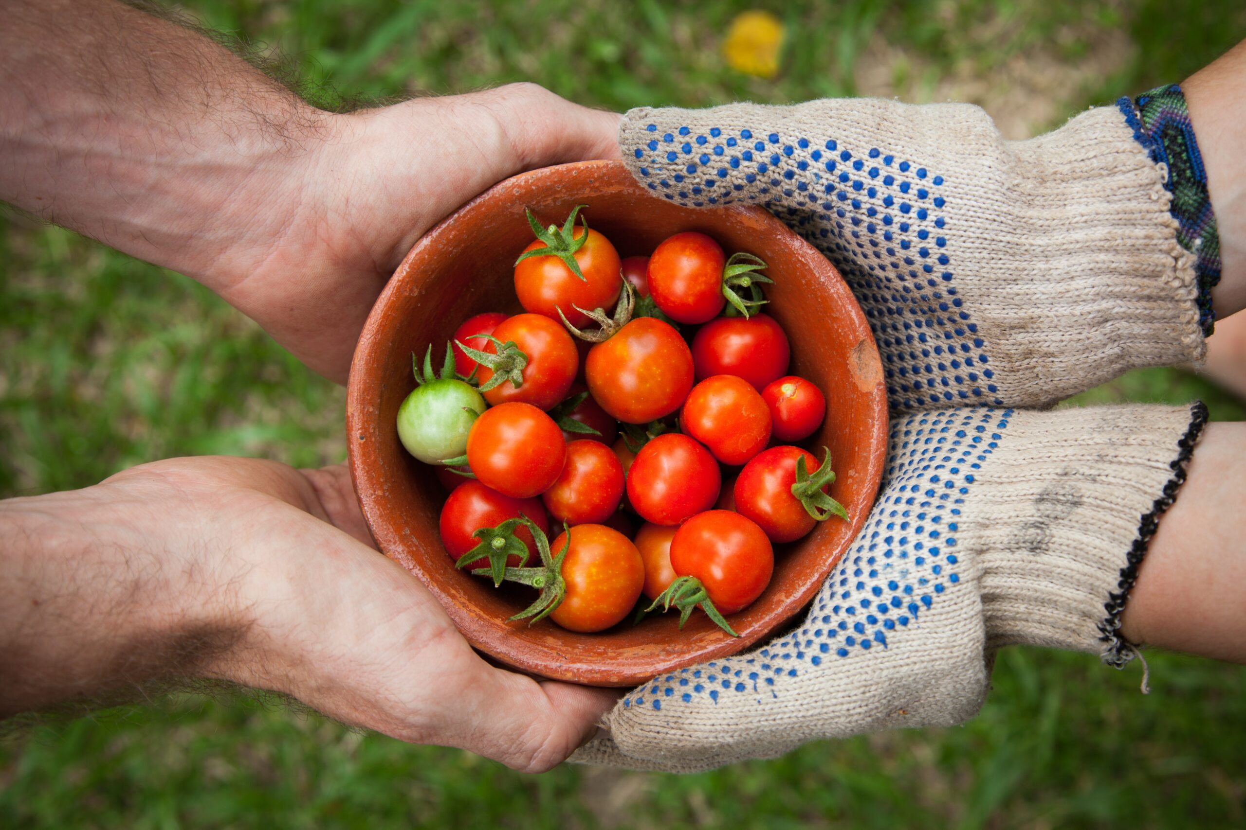 Consultoria Agrícola: veja como melhorar seu atendimento