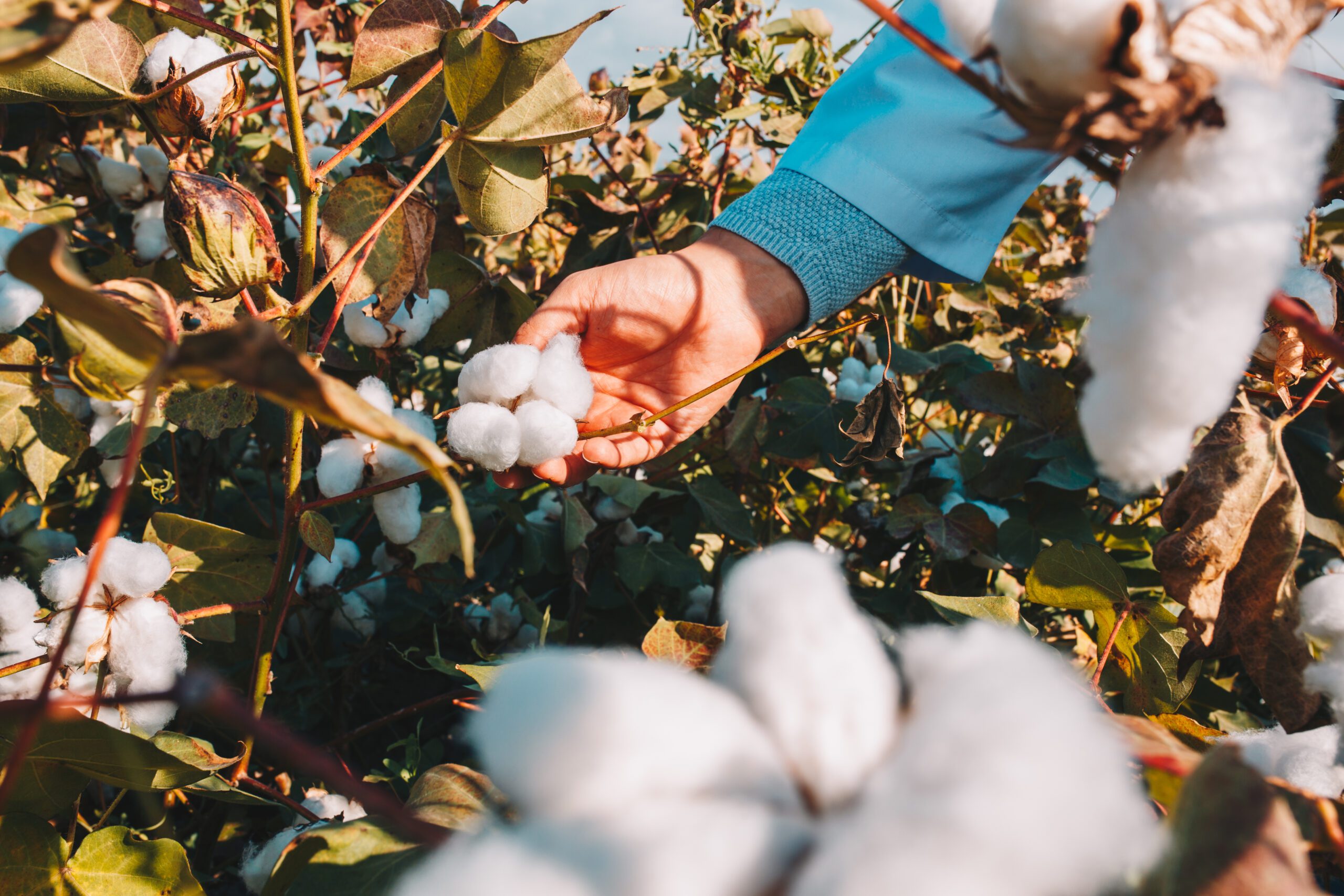 taking-cotton-from-branch-by-farmer taking-cotton-from-branch-by-farmer